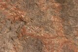 / Foot Wide Fossil Crinoid (Scyphocrinites) Plate - Morocco #215237-7